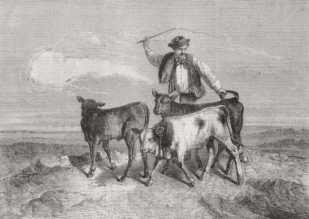 COWS. Going to market 1859 old antique vintage print picture